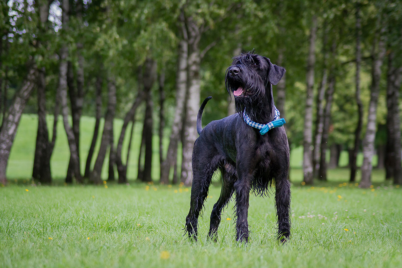 Giant Schnauzer Giant Schnauzer