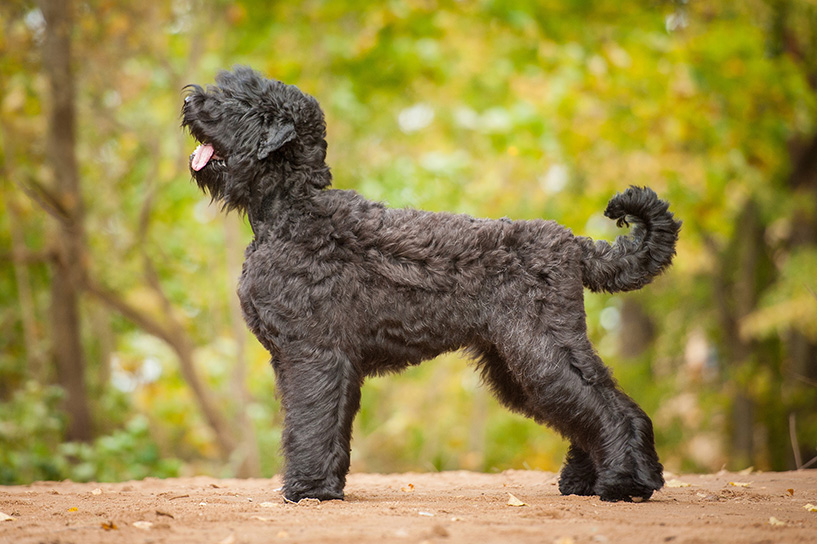 Russian Black Terrier