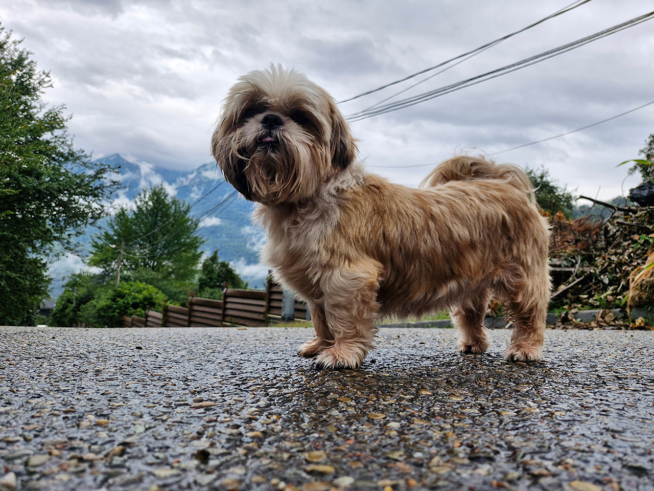 Shih Tzu