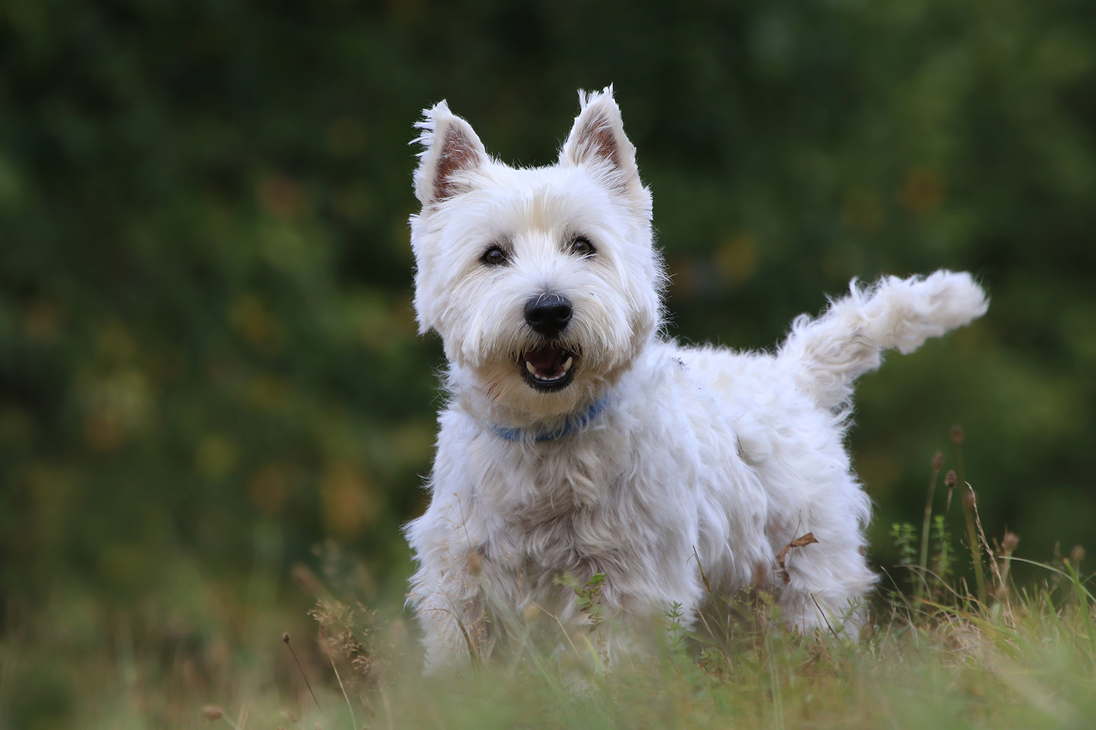 West Highland White Terrier