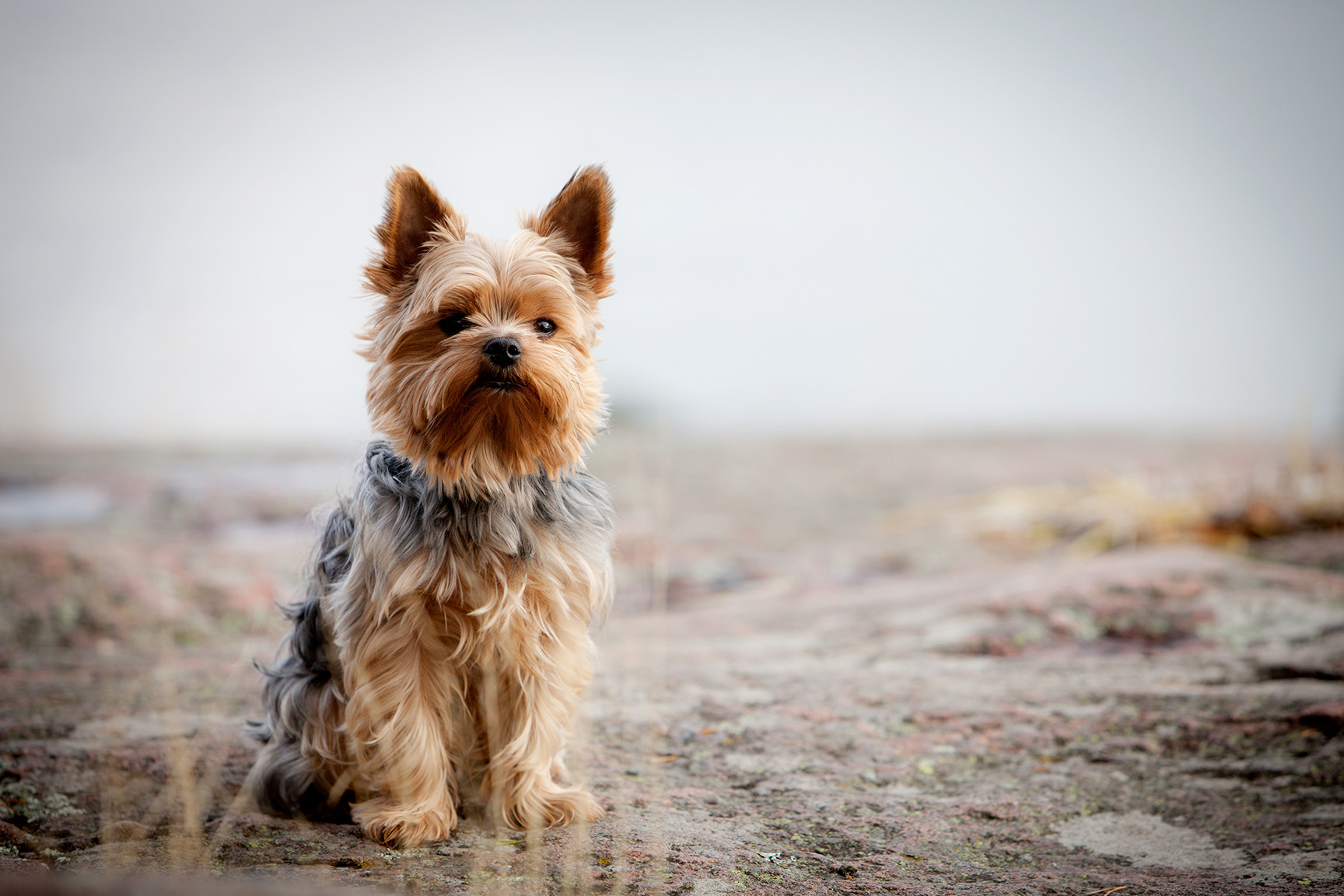 Yorkshire Terrier Yorkshire Terrier