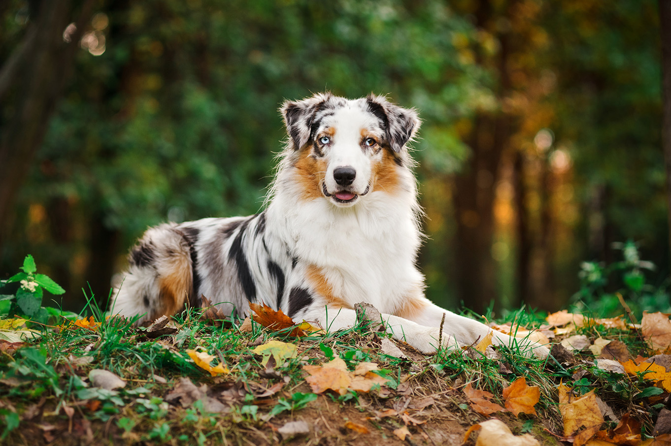 Australian Shepherd Australian Shepherd