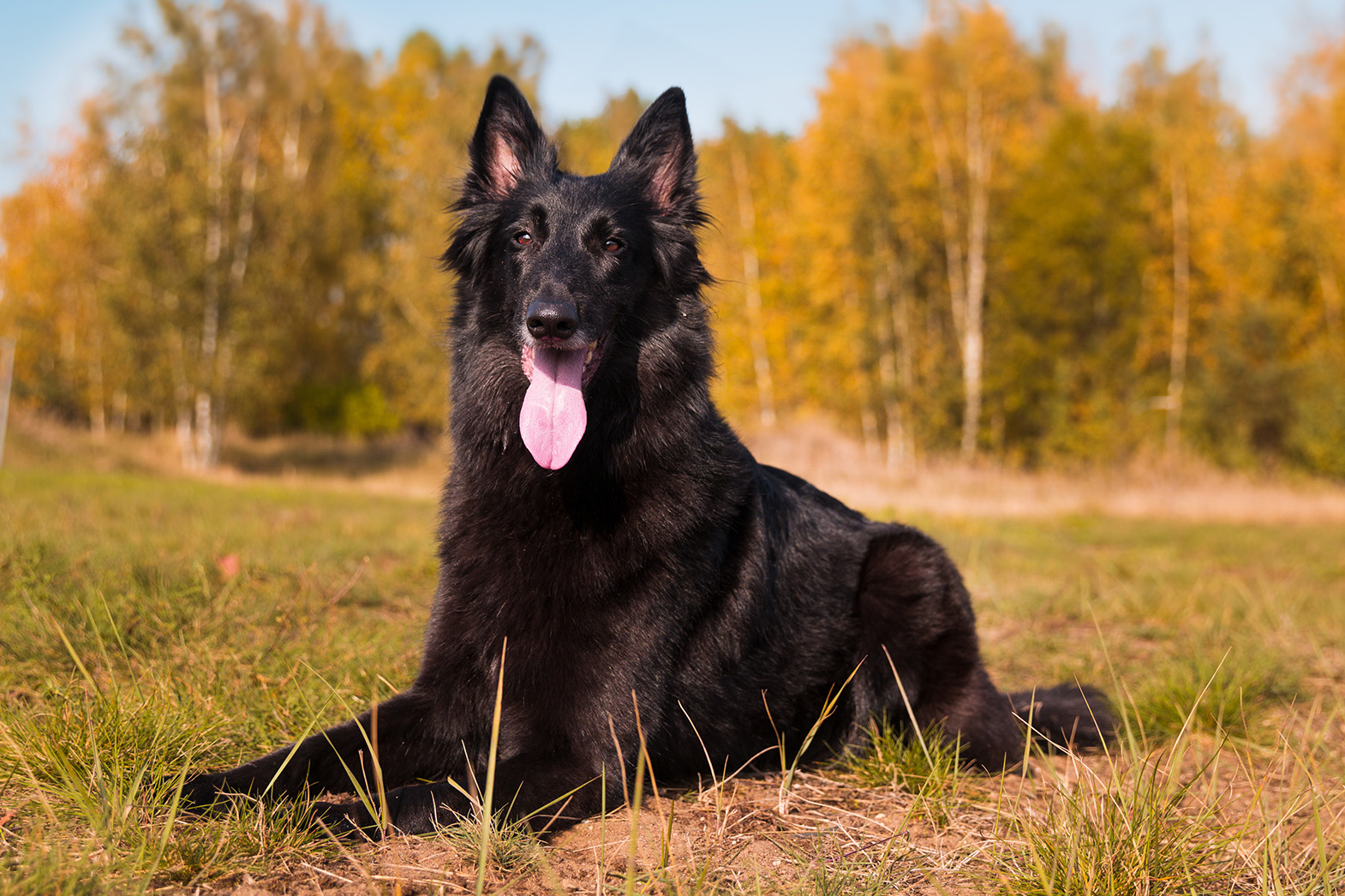 Belgian Sheepdog Belgian Sheepdog