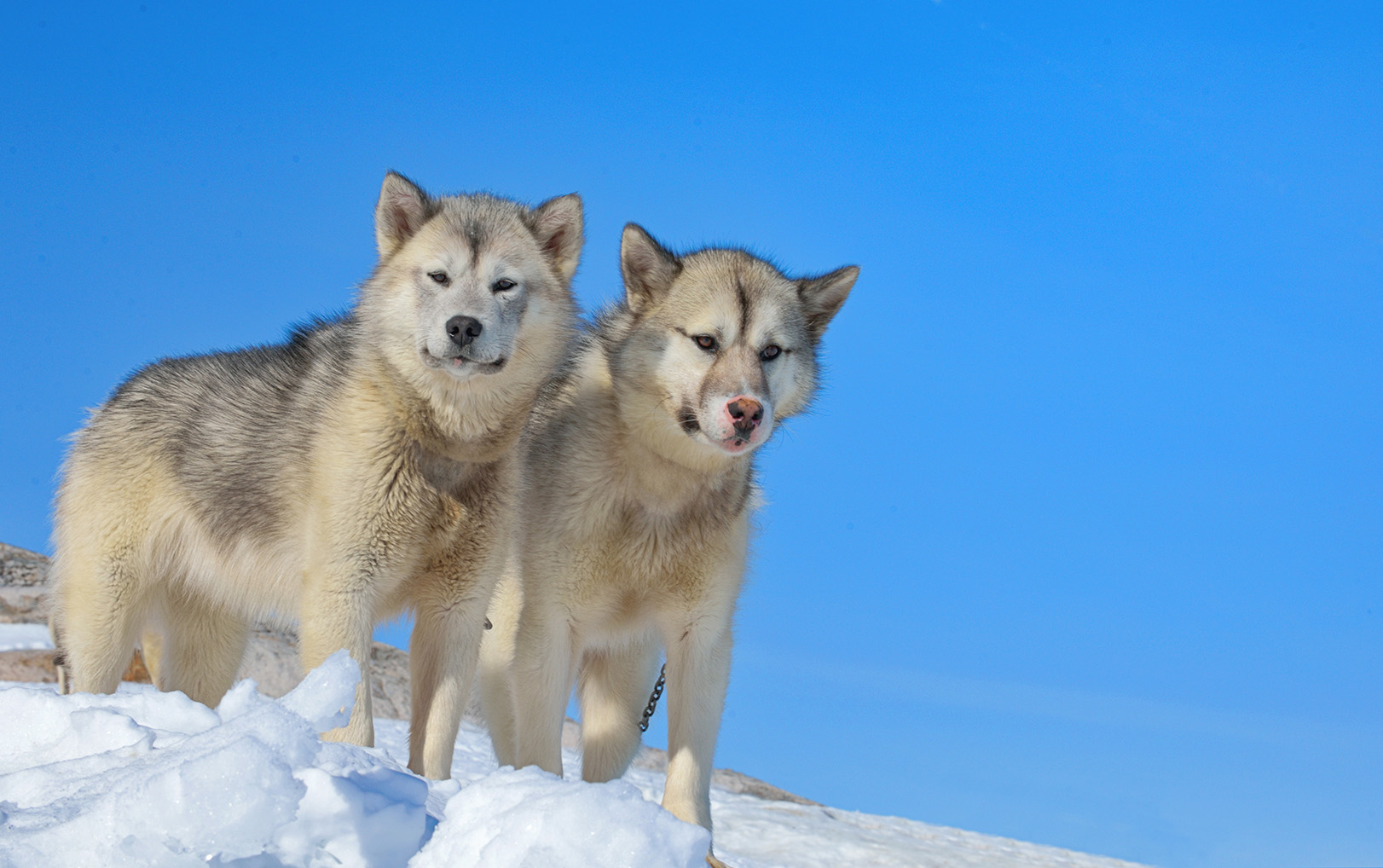 Greenland Dog