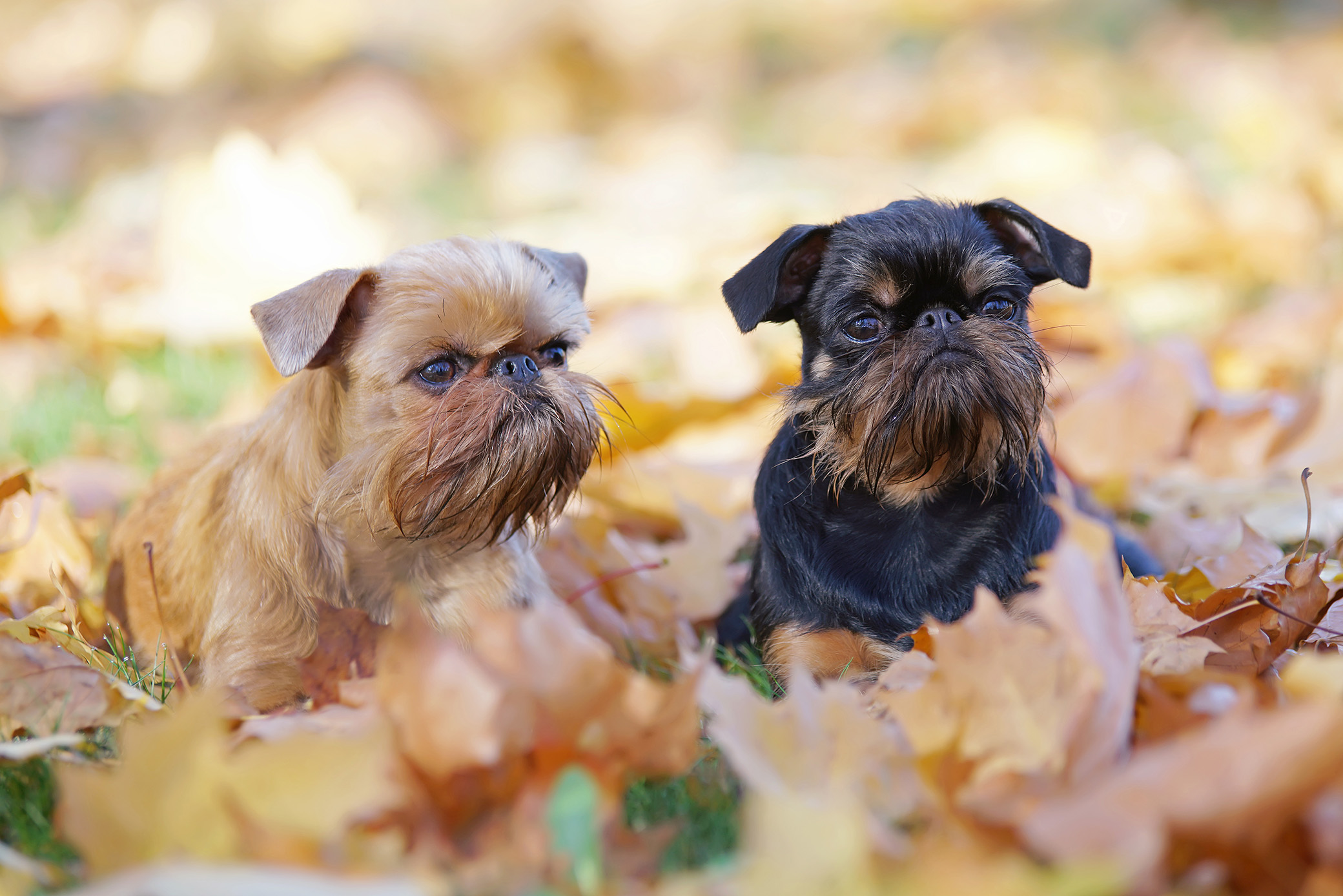 Brussels Griffon