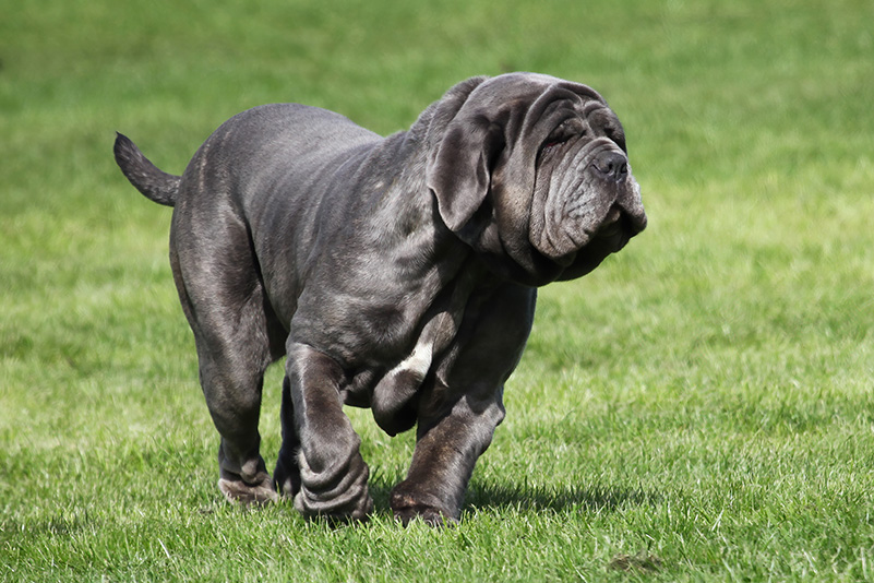 Neapolitan Mastiff Neapolitan Mastiff