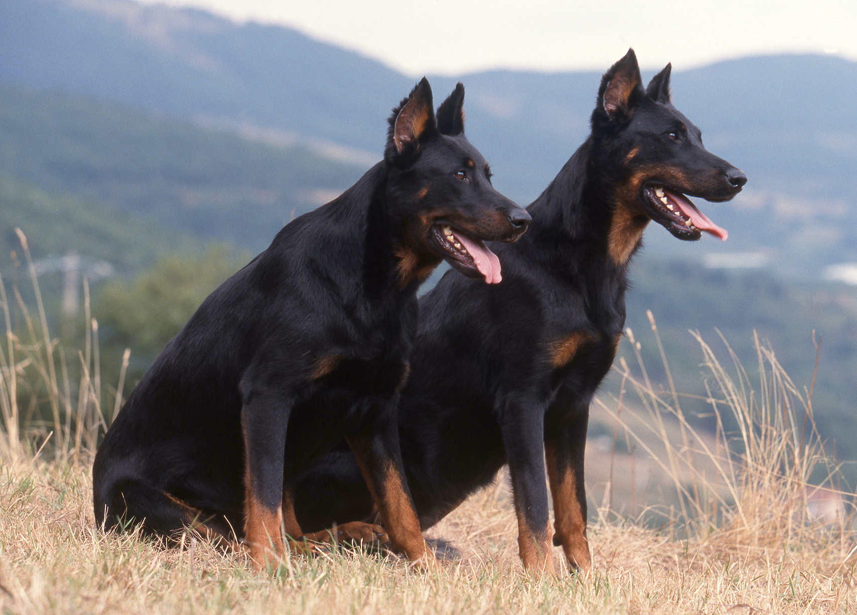 Beauceron Beauceron