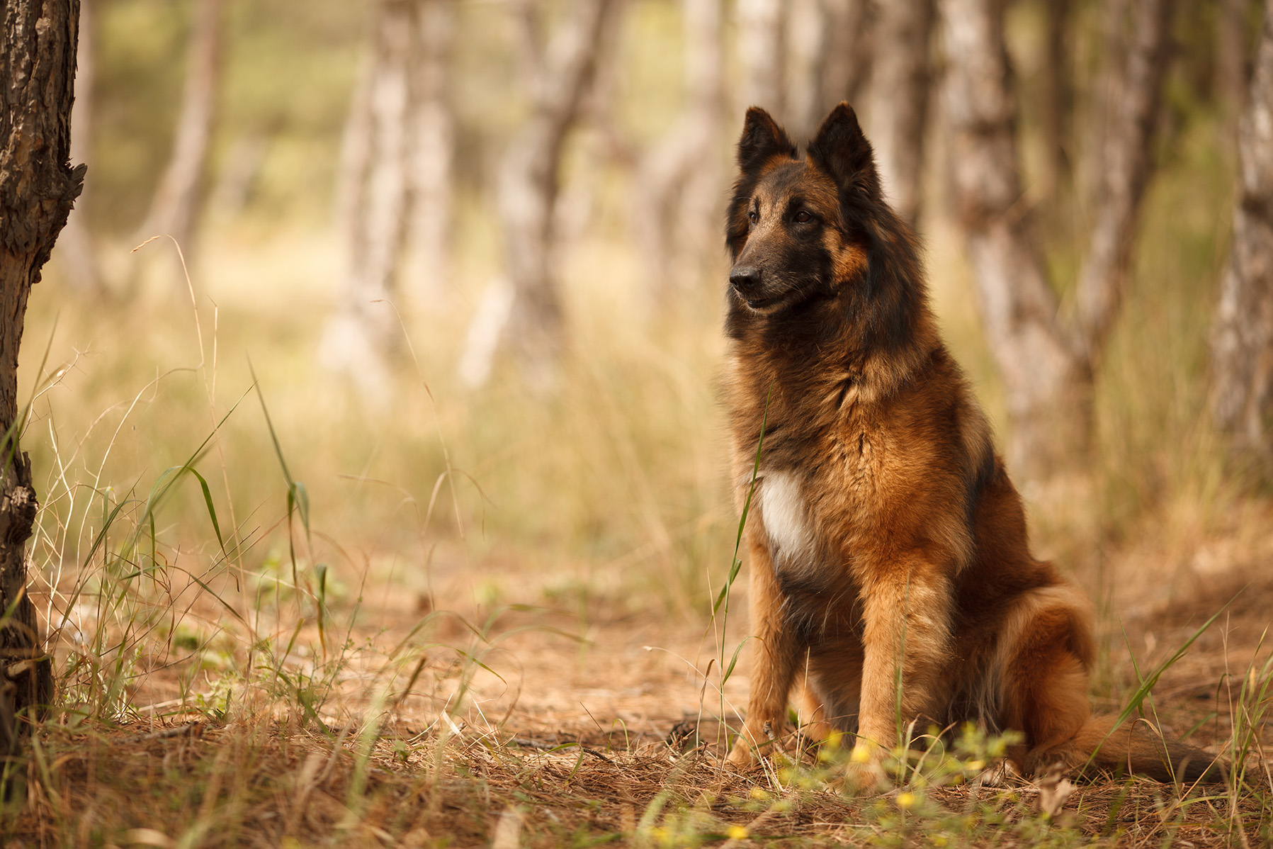 Belgian Tervuren