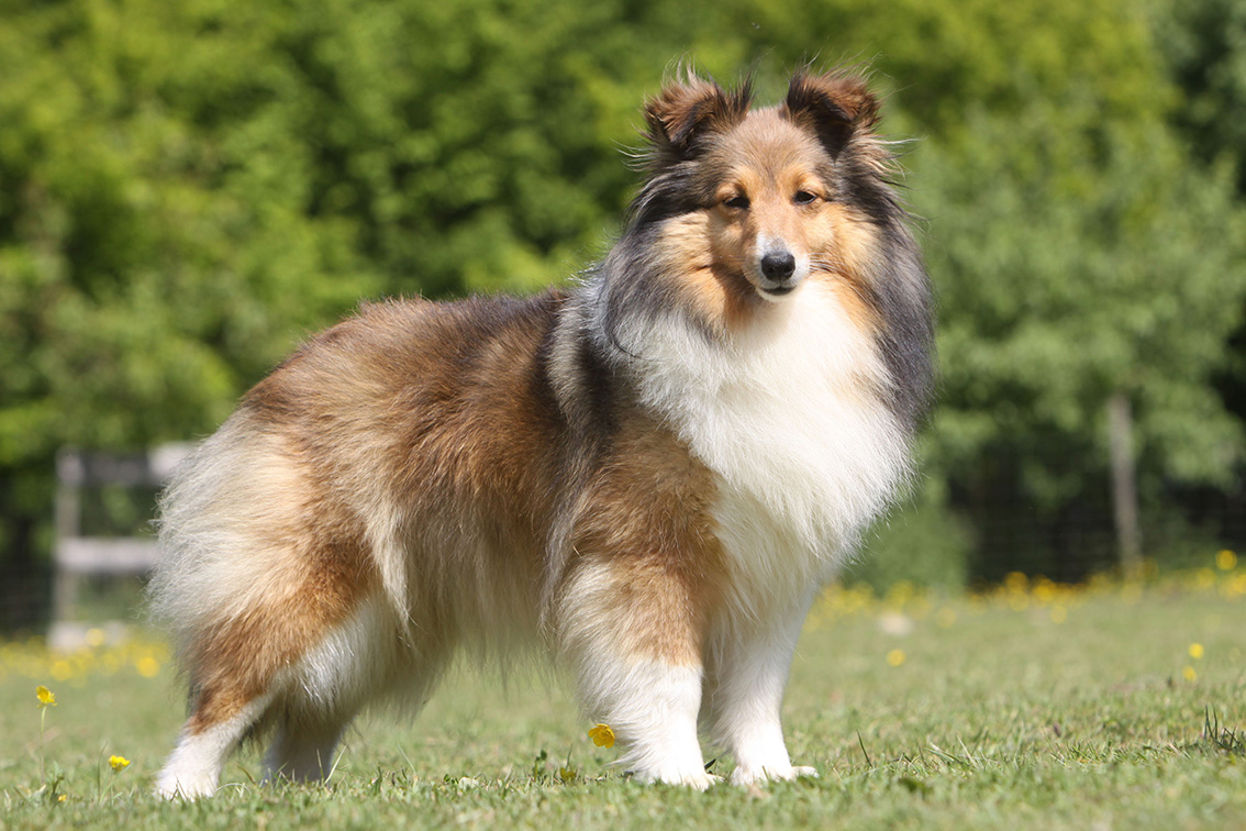 Shetland Sheepdog Shetland Sheepdog
