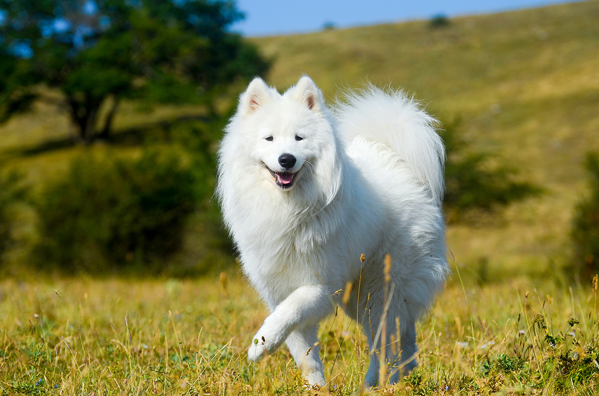 Samoyed