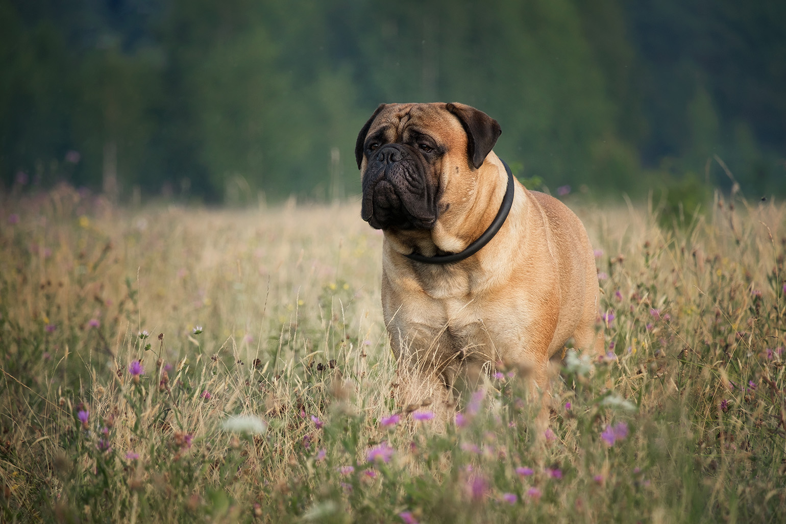Bullmastiff