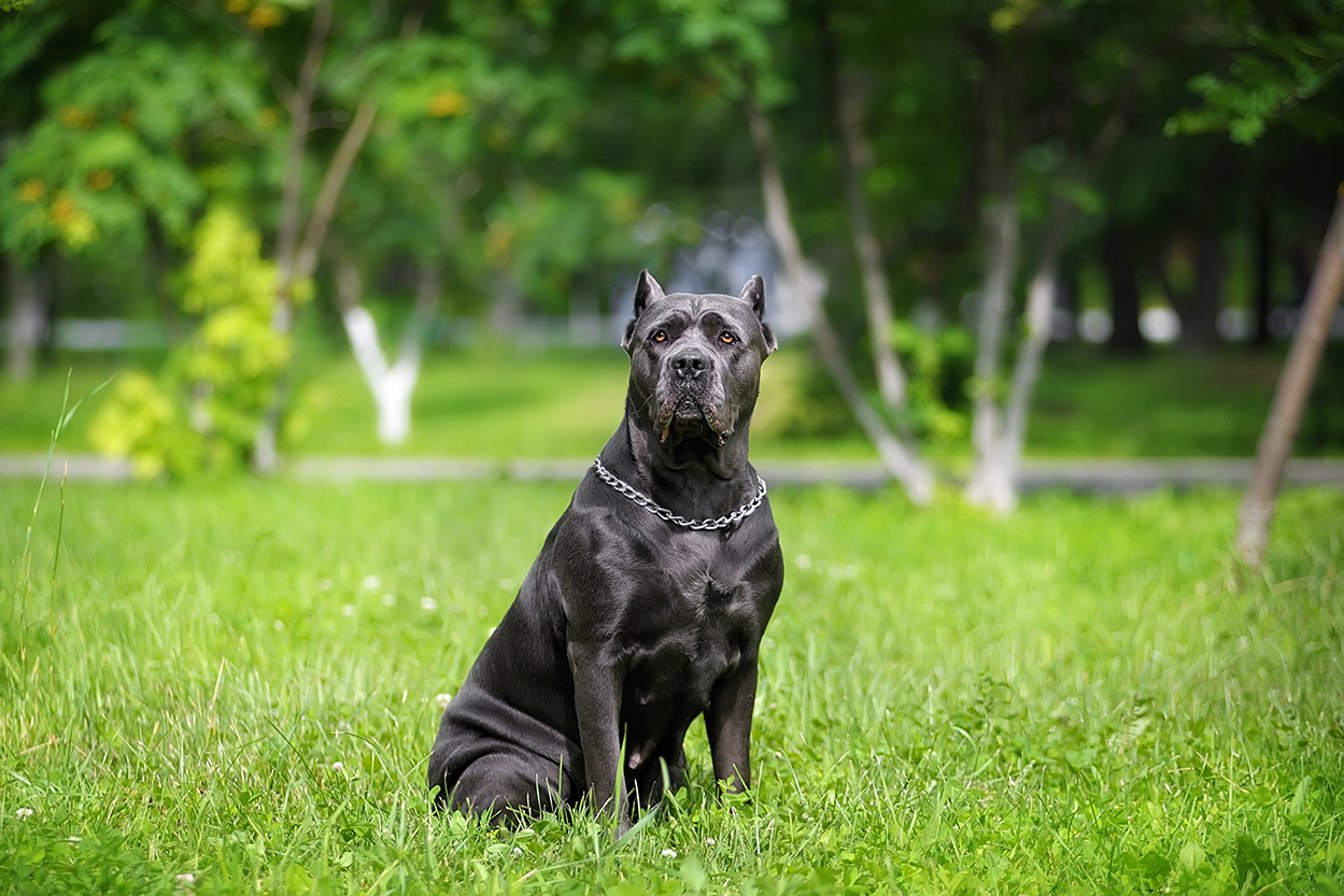 Cane Corso Cane Corso