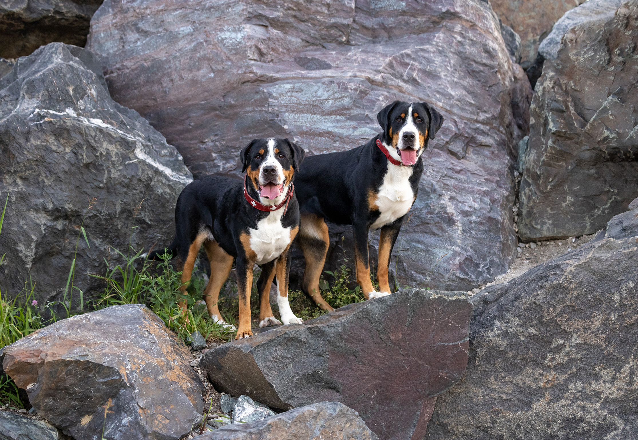 Greater Swiss Mountain Dog