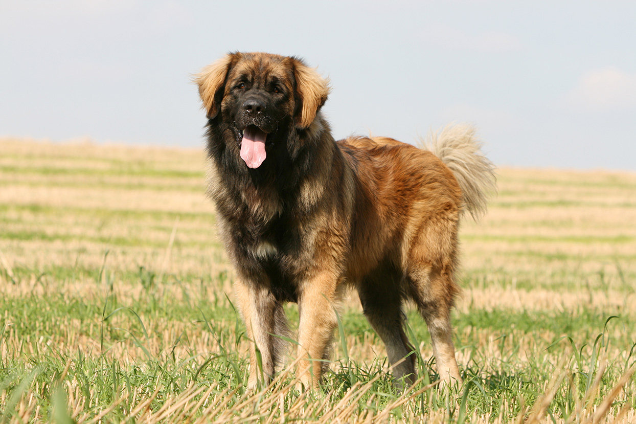 Leonberger Leonberger