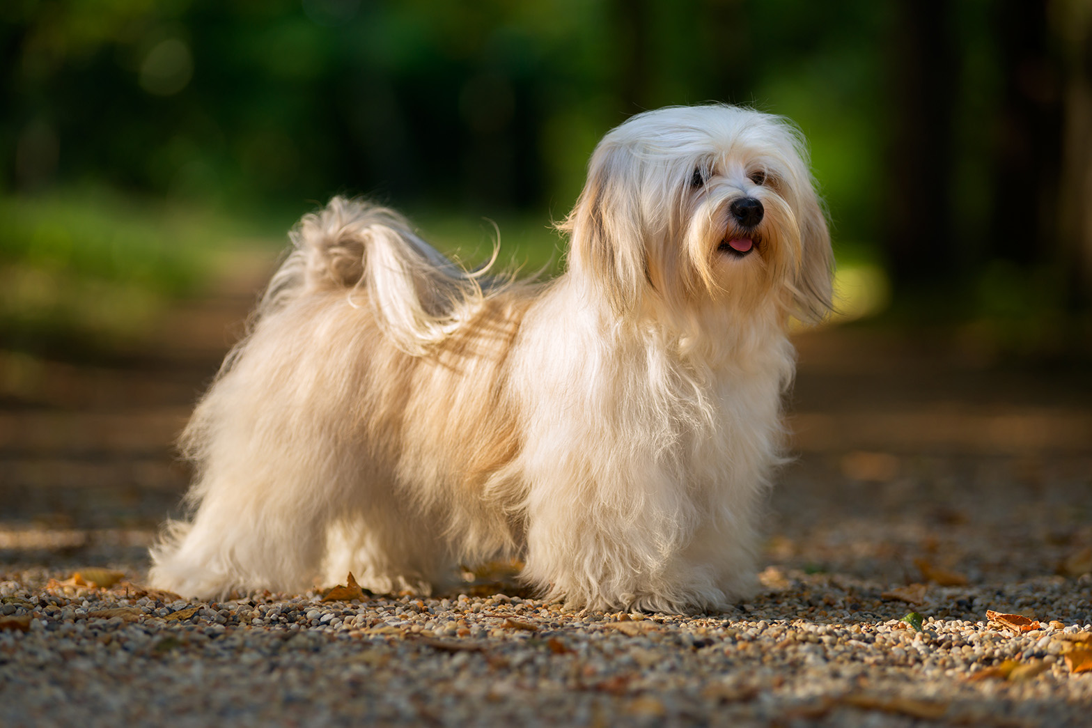 Havanese Havanese