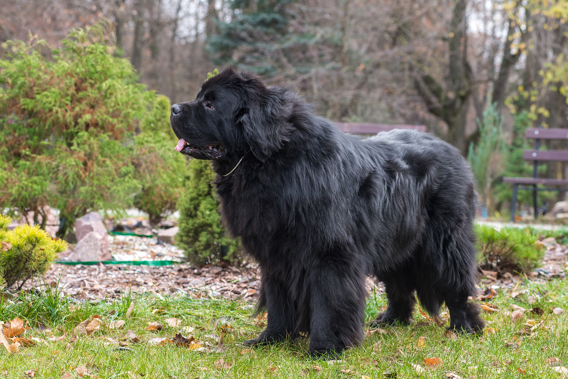 Newfoundland Newfoundland