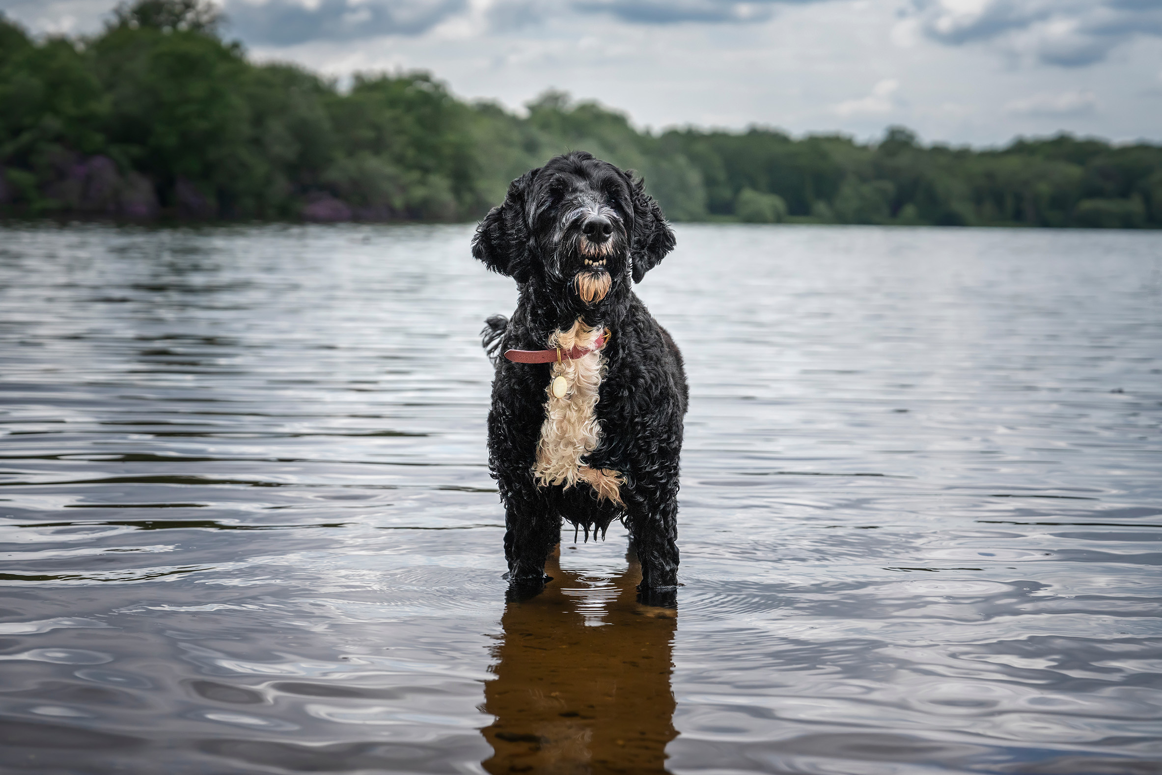 Portuguese Water Dog