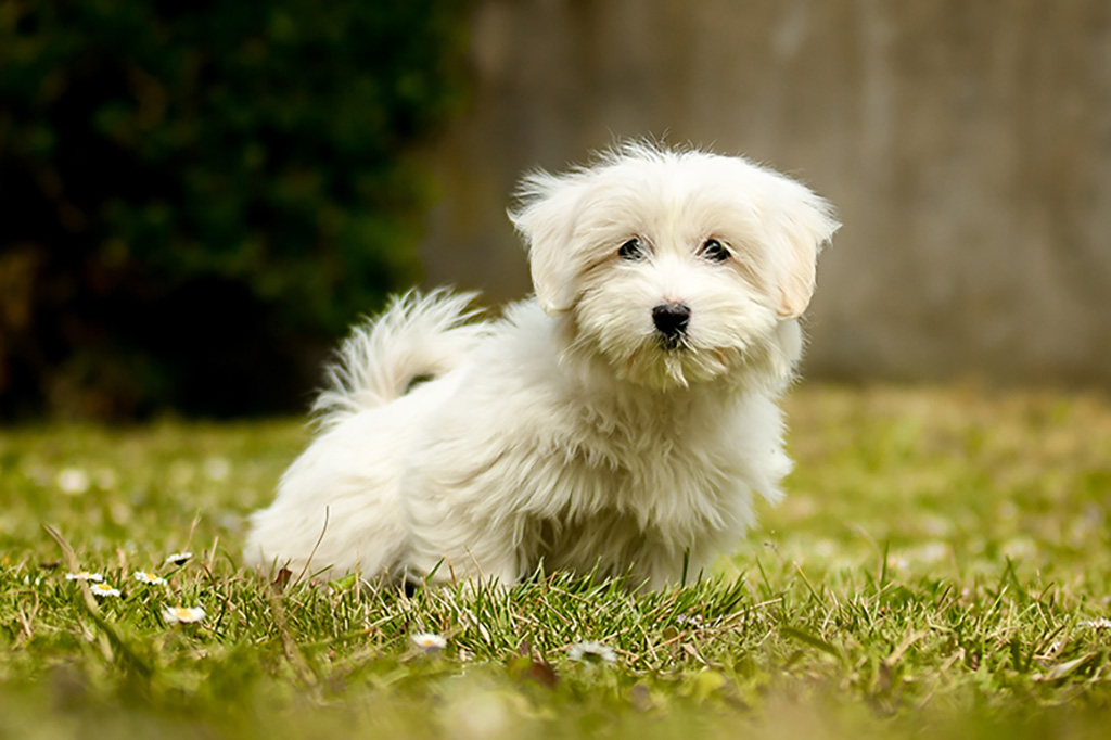 Coton de Tulear