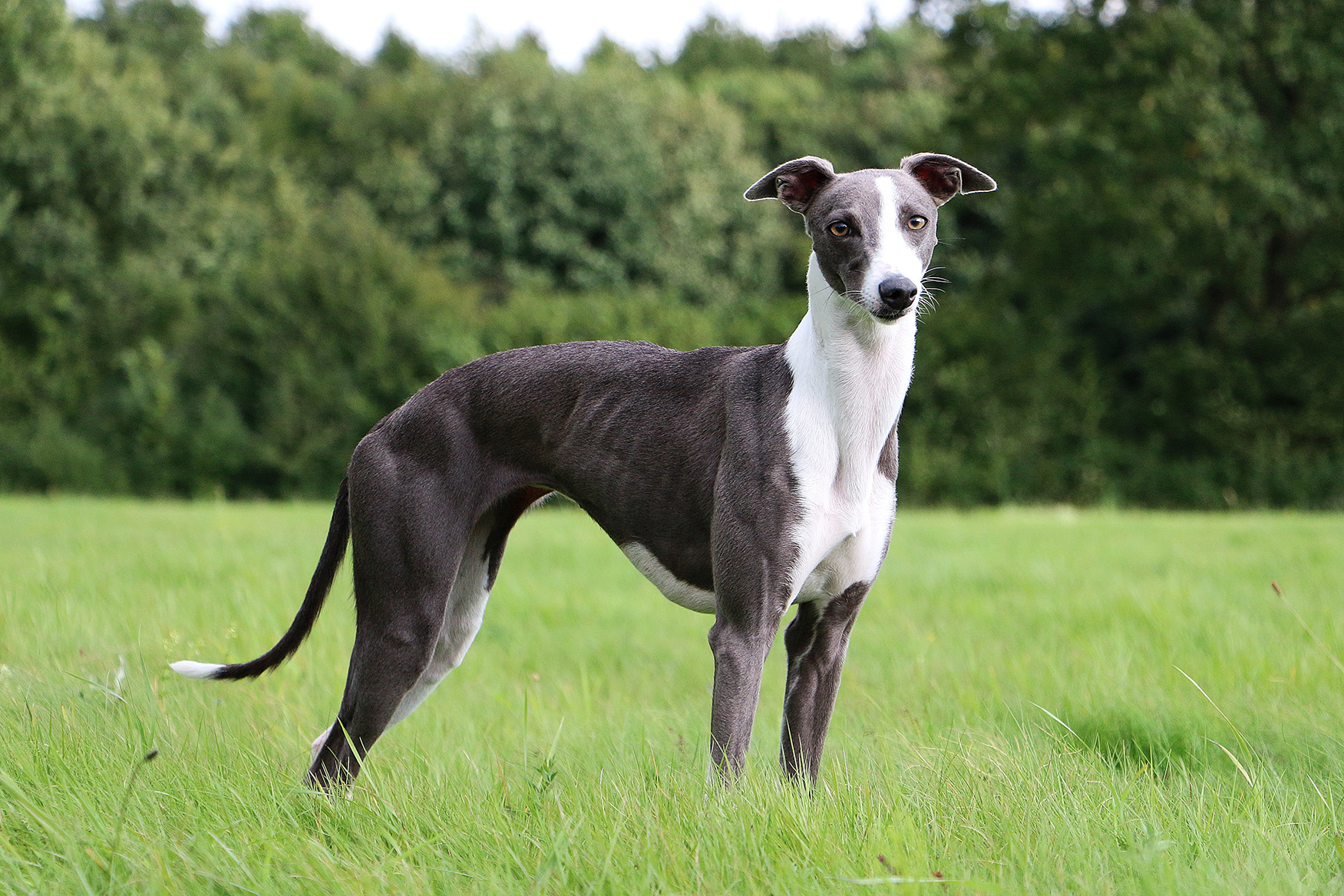 Whippet Whippet