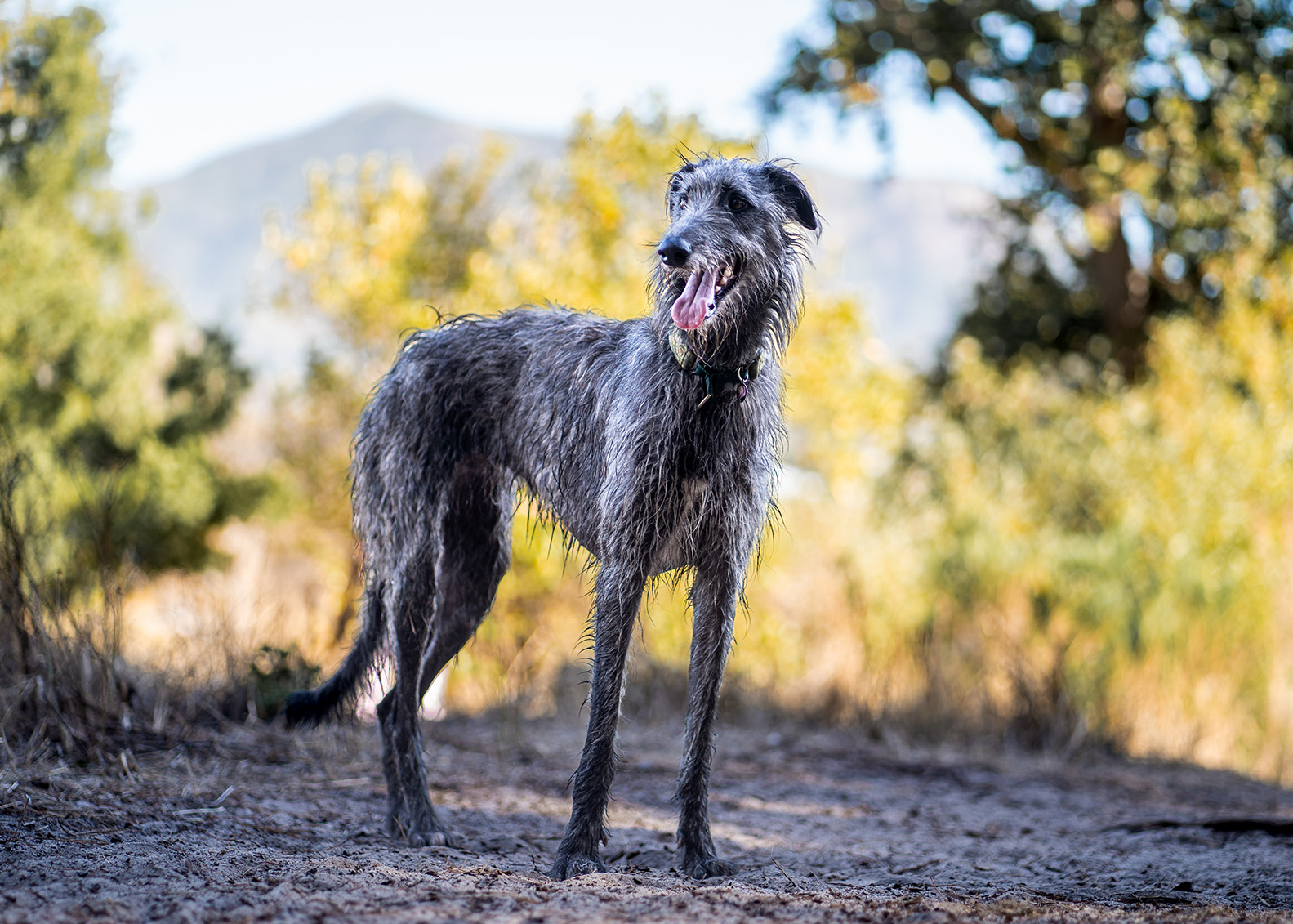 Scottish Deerhound