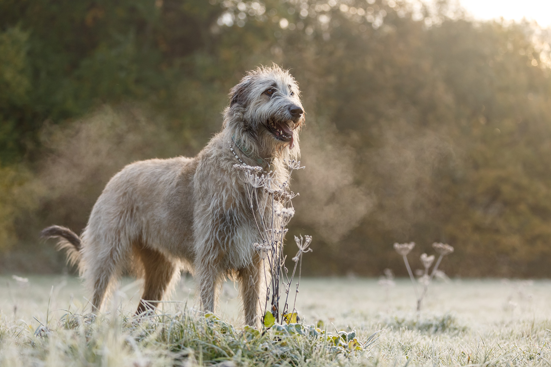 Irish Wolfhound Irish Wolfhound