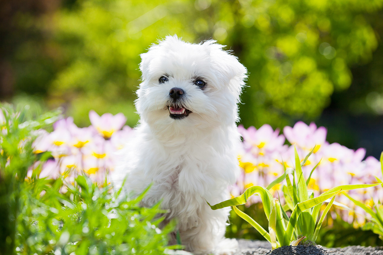 Maltese Maltese