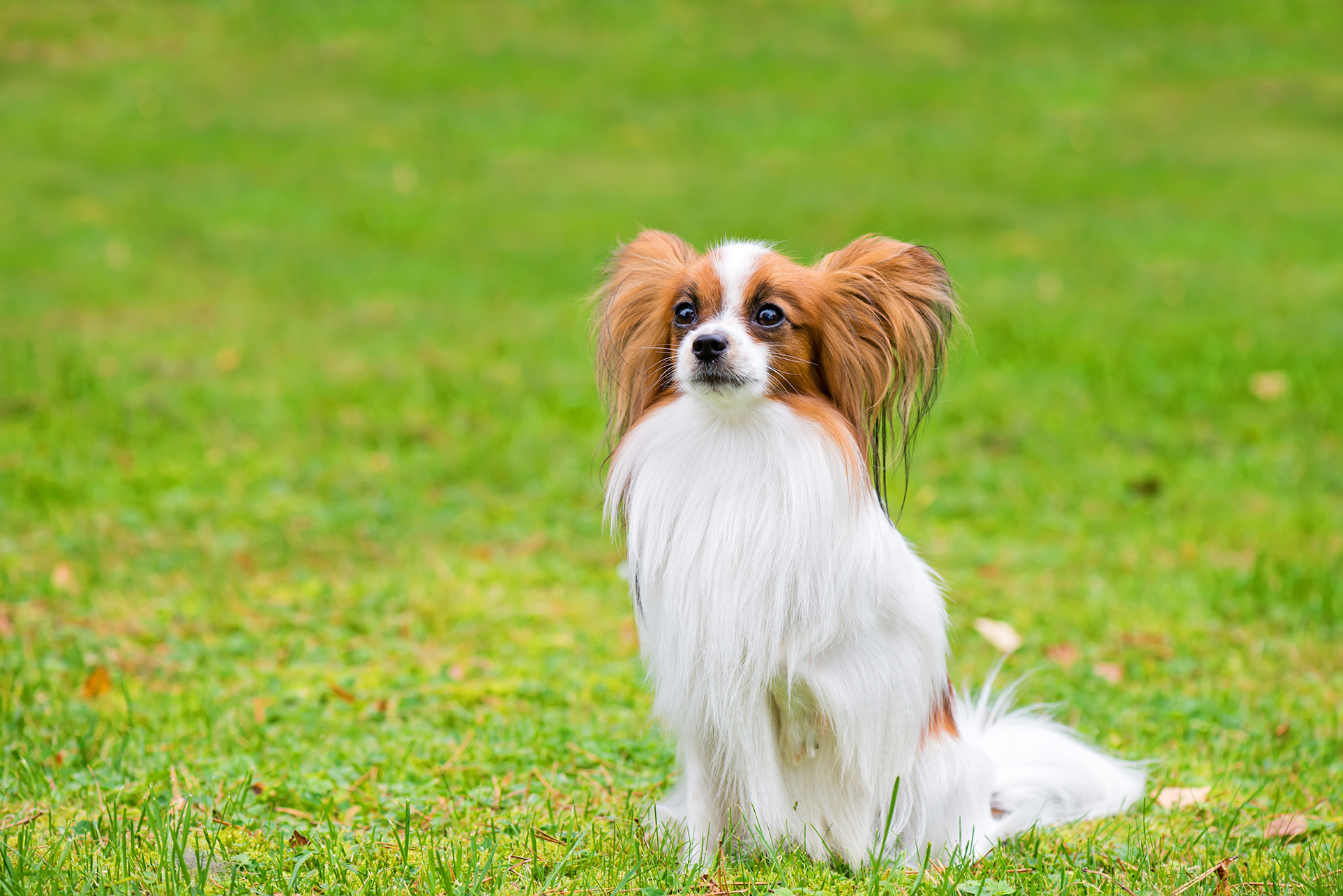 Papillon