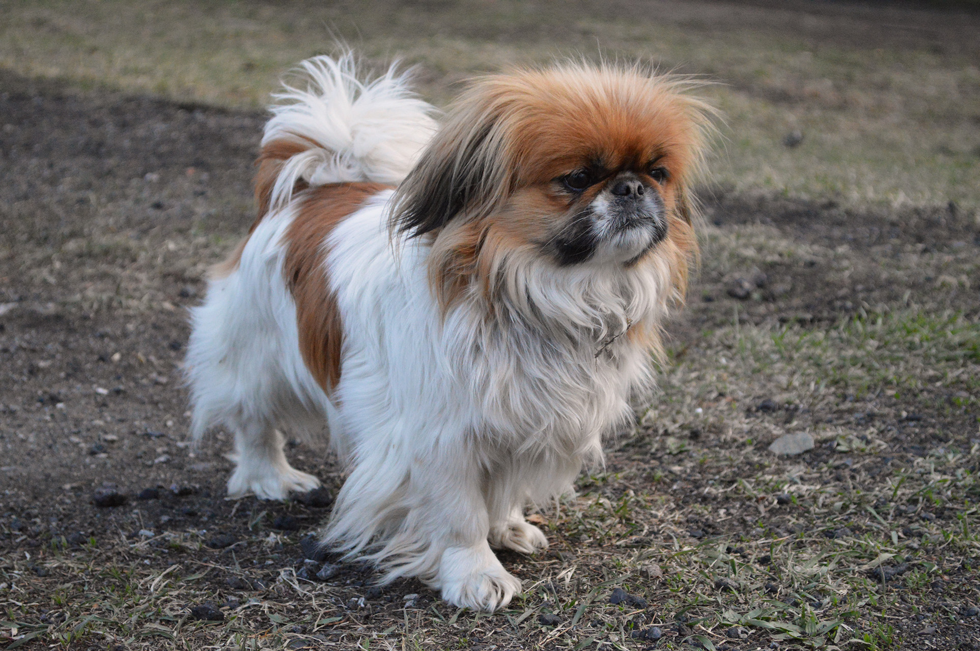 Pekingese Pekingese