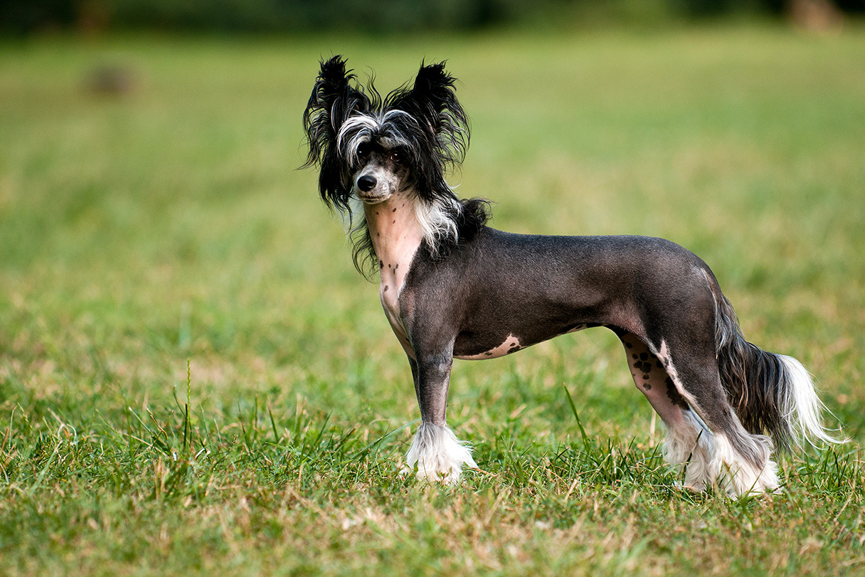 Chinese Crested