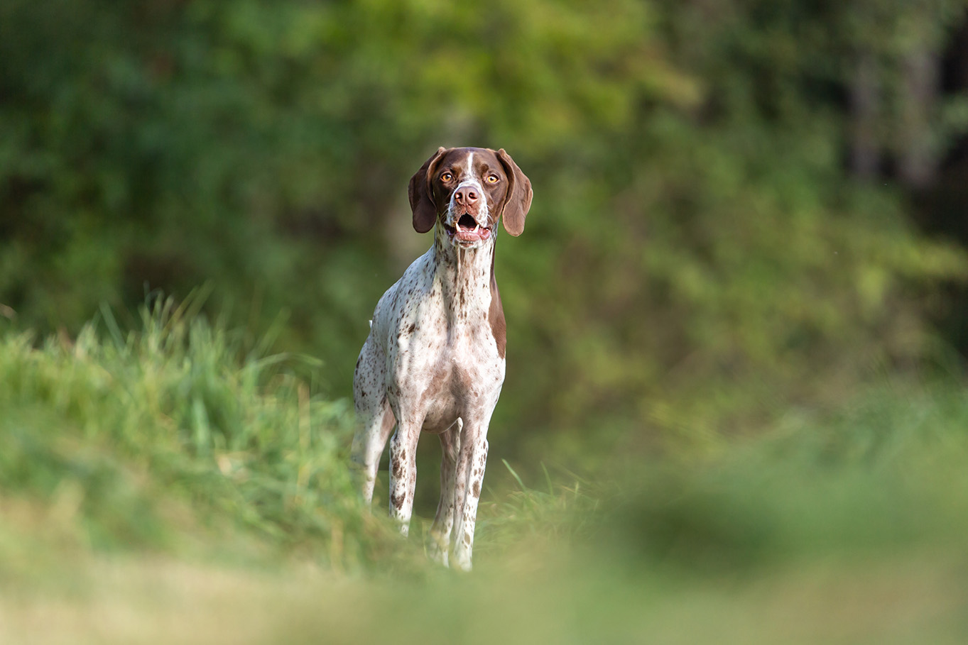 Braque Francais Braque Francais