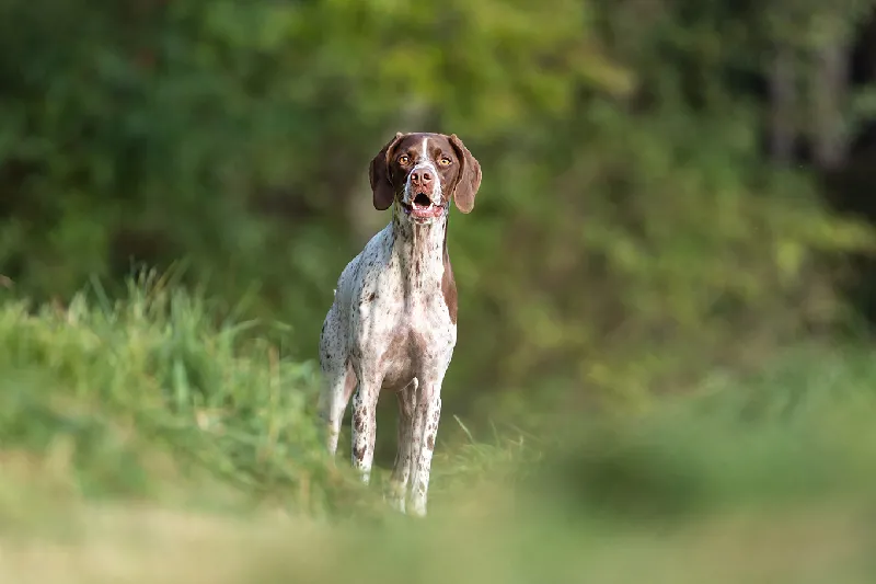 Featured Breed - Braque Francais