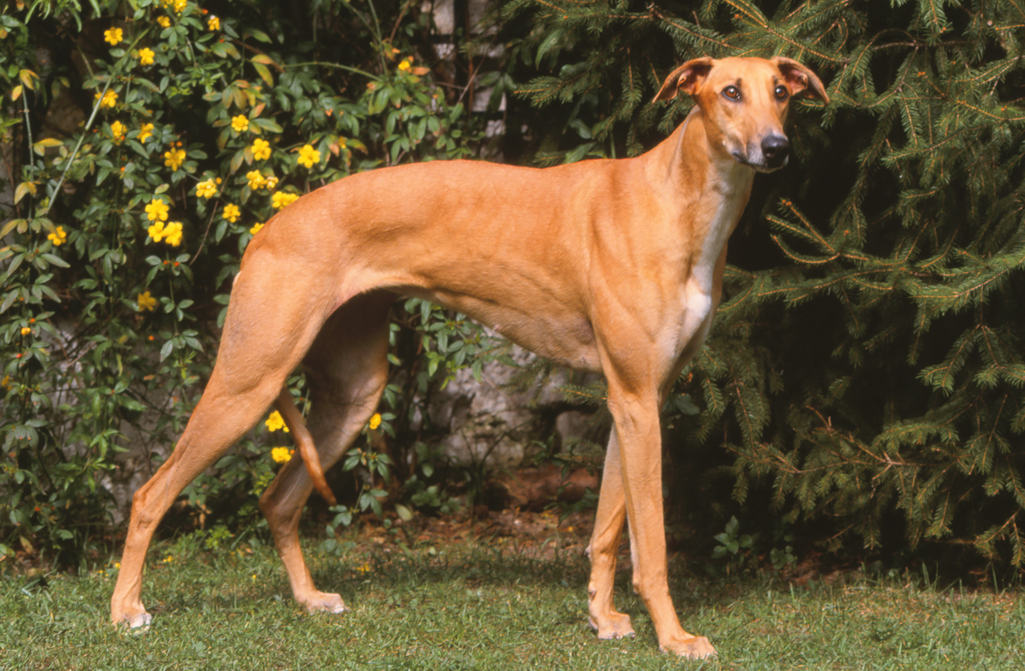 Hungarian Greyhound Hungarian Greyhound