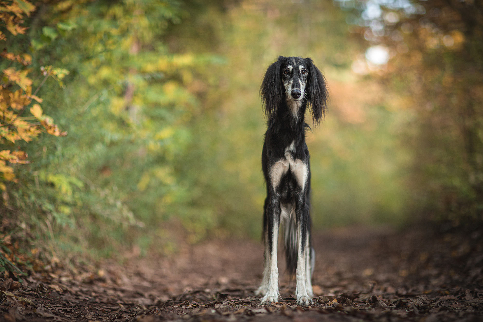 Persian Greyhound