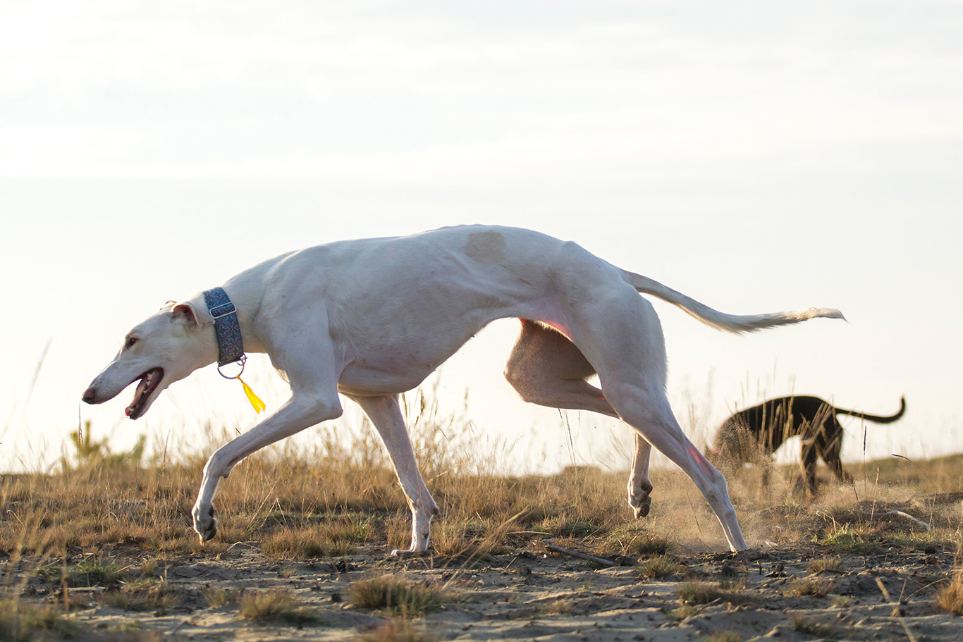 Polish Greyhound