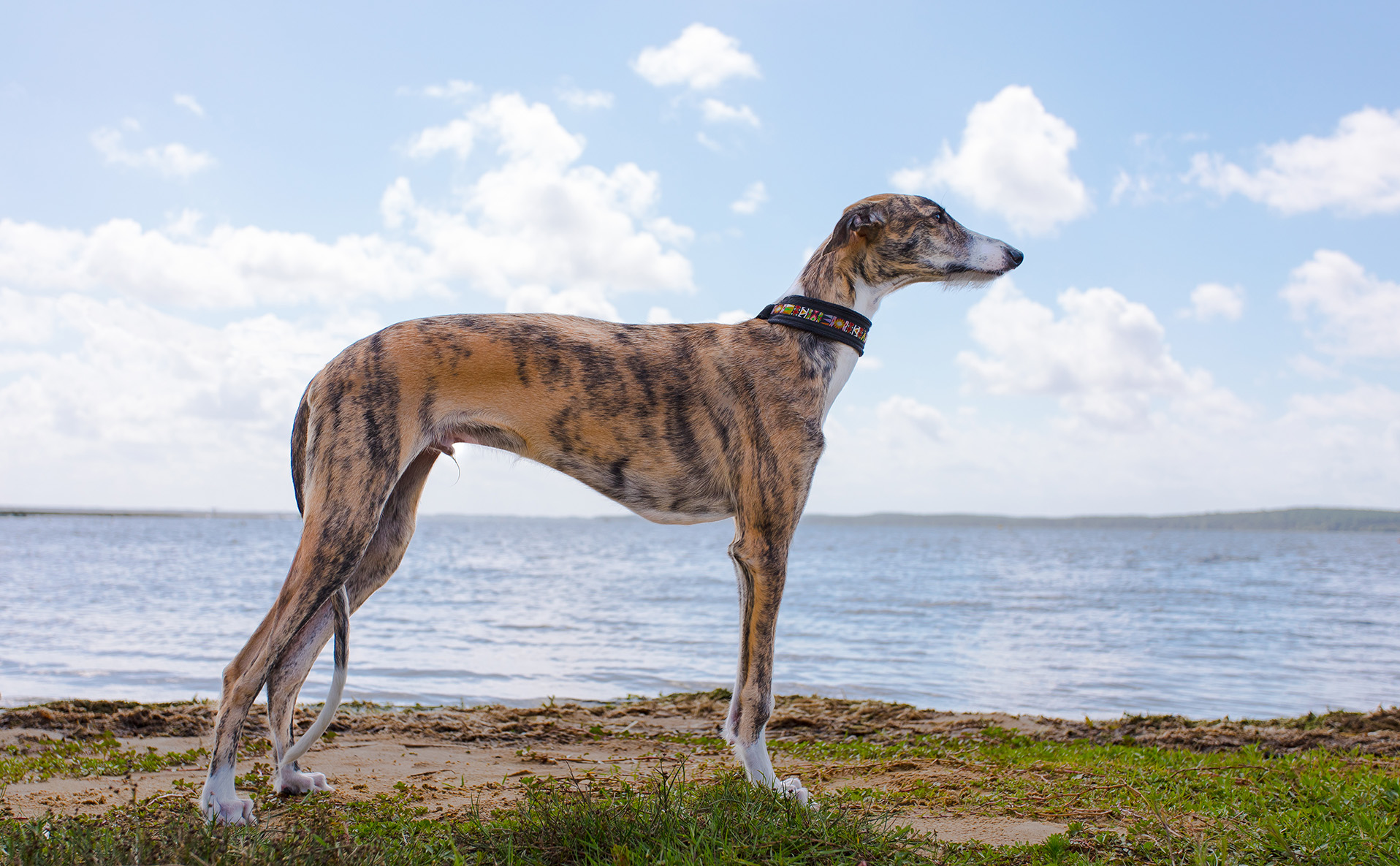 Spanish Greyhound Spanish Greyhound