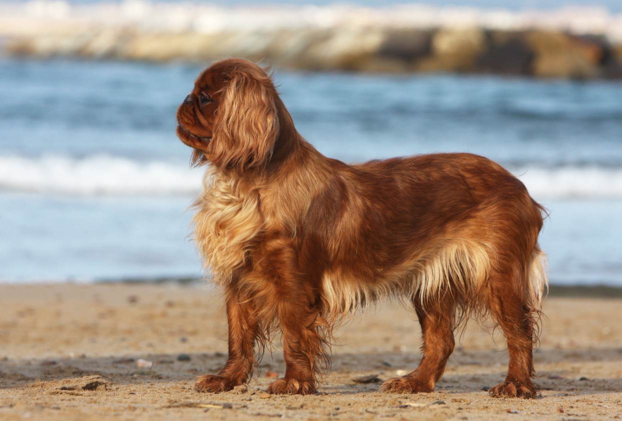 English Toy Spaniel