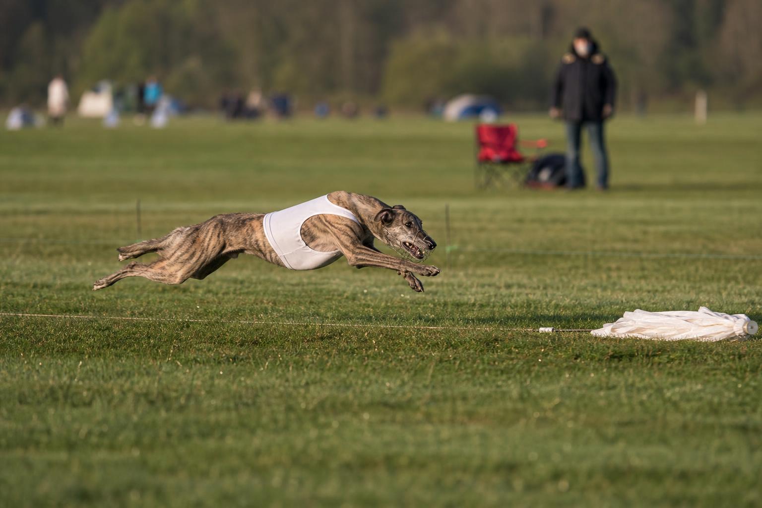 Lure Coursing