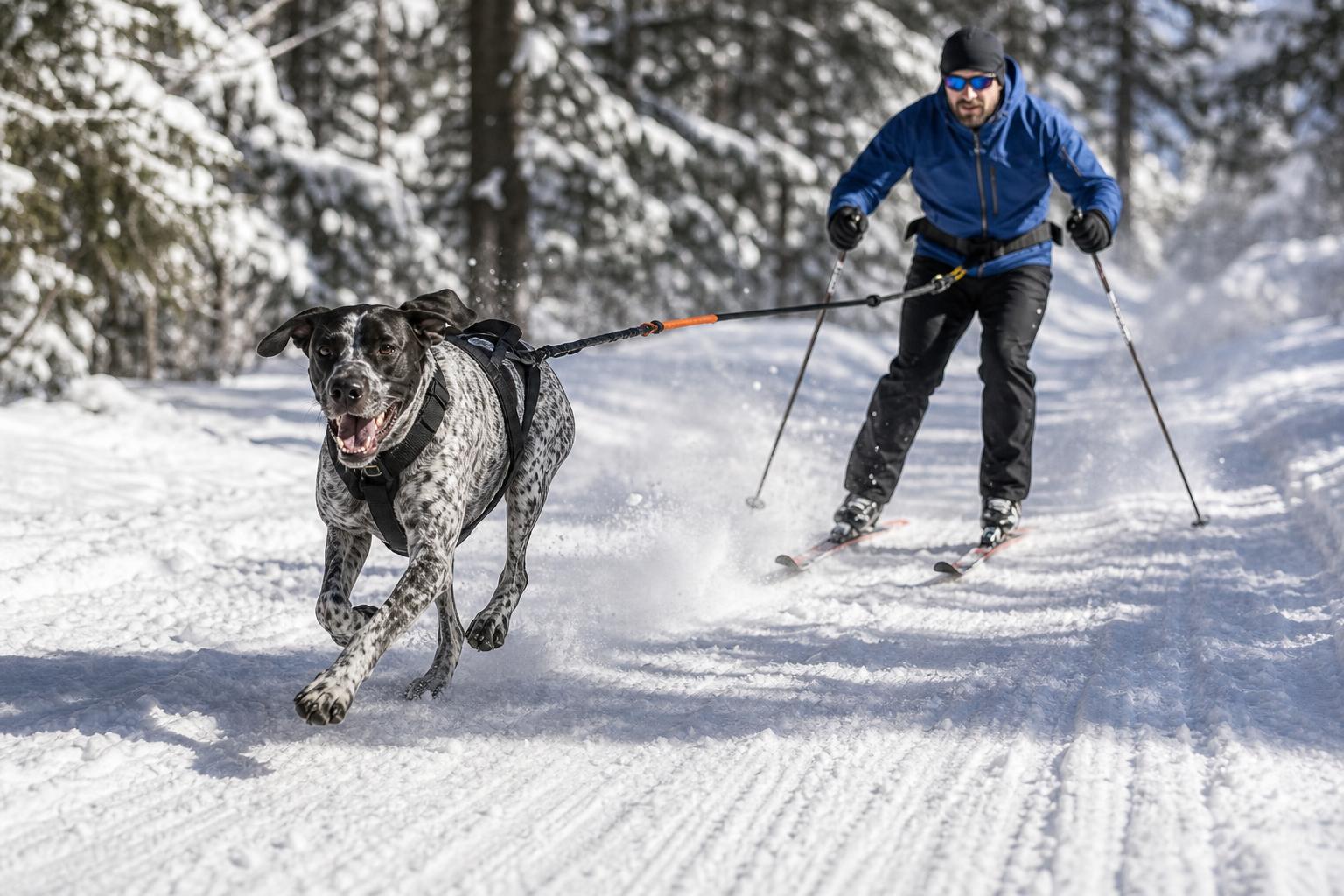 Skijoring